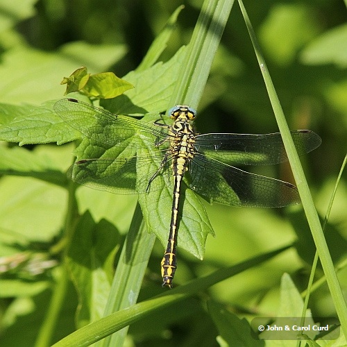 IMG_1179 Gomphus simillimus male.JPG